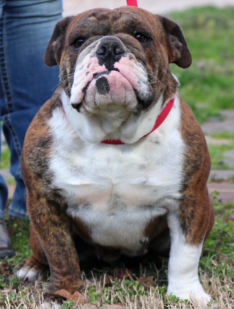 English Bulldog Older Puppy & Adults For Sale - J Bar T Ranch