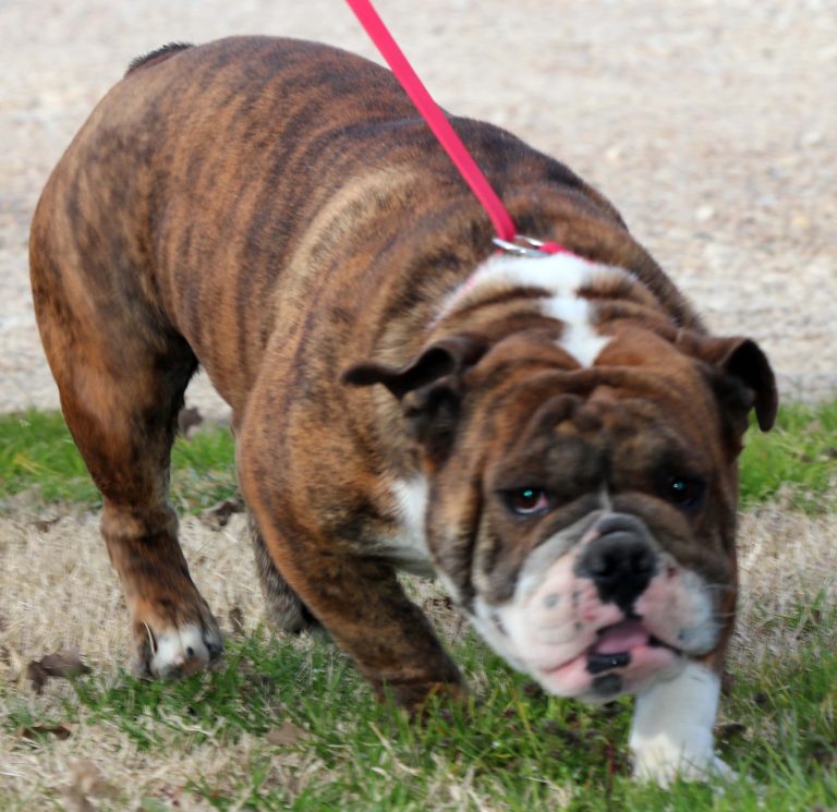 English Bulldog Older Puppy & Adults For Sale