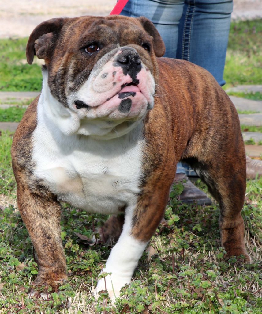 English Bulldog Older Puppy & Adults For Sale – jbartsranch.com