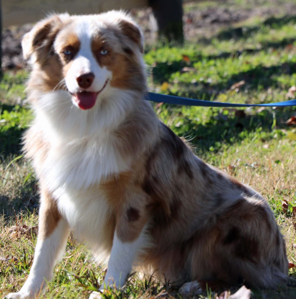 Toy Aussies, Gunslinger Mini and Toy Aussies