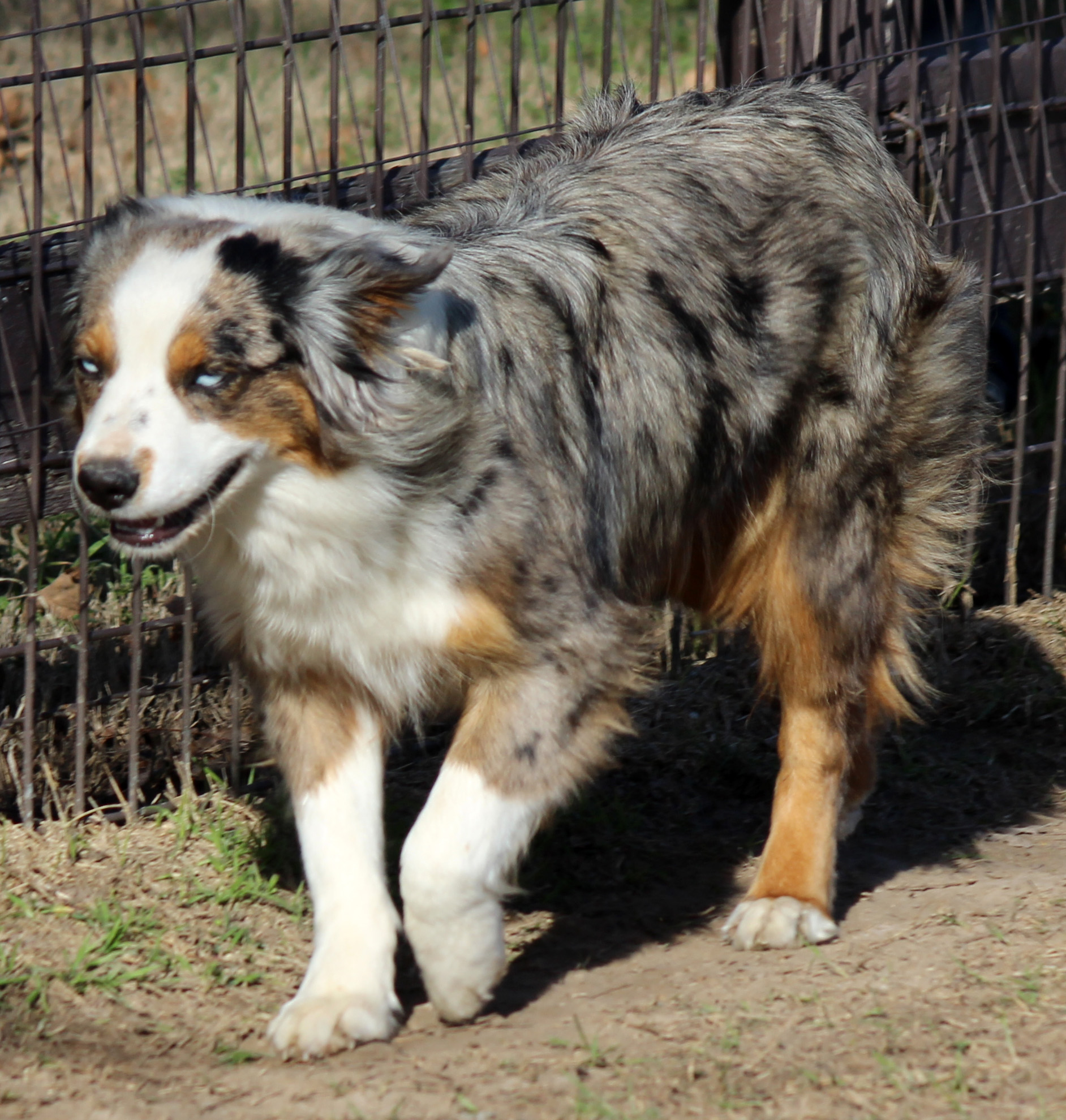 Miniature/Toy Aussie Females - J Bar T Ranch