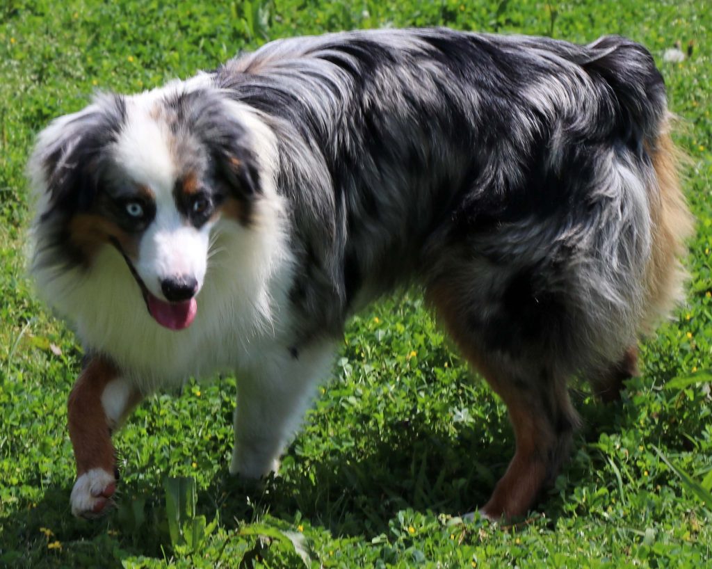 Miniature/Toy Aussie Puppies – jbartsranch.com