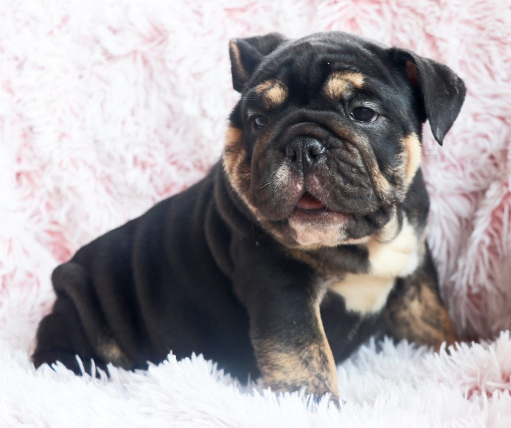 toy english bulldog breeders