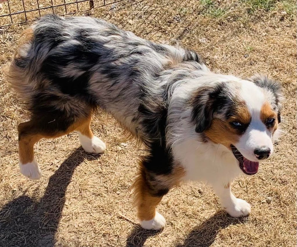 Miniature and Toy Aussies - J Bar T Ranch