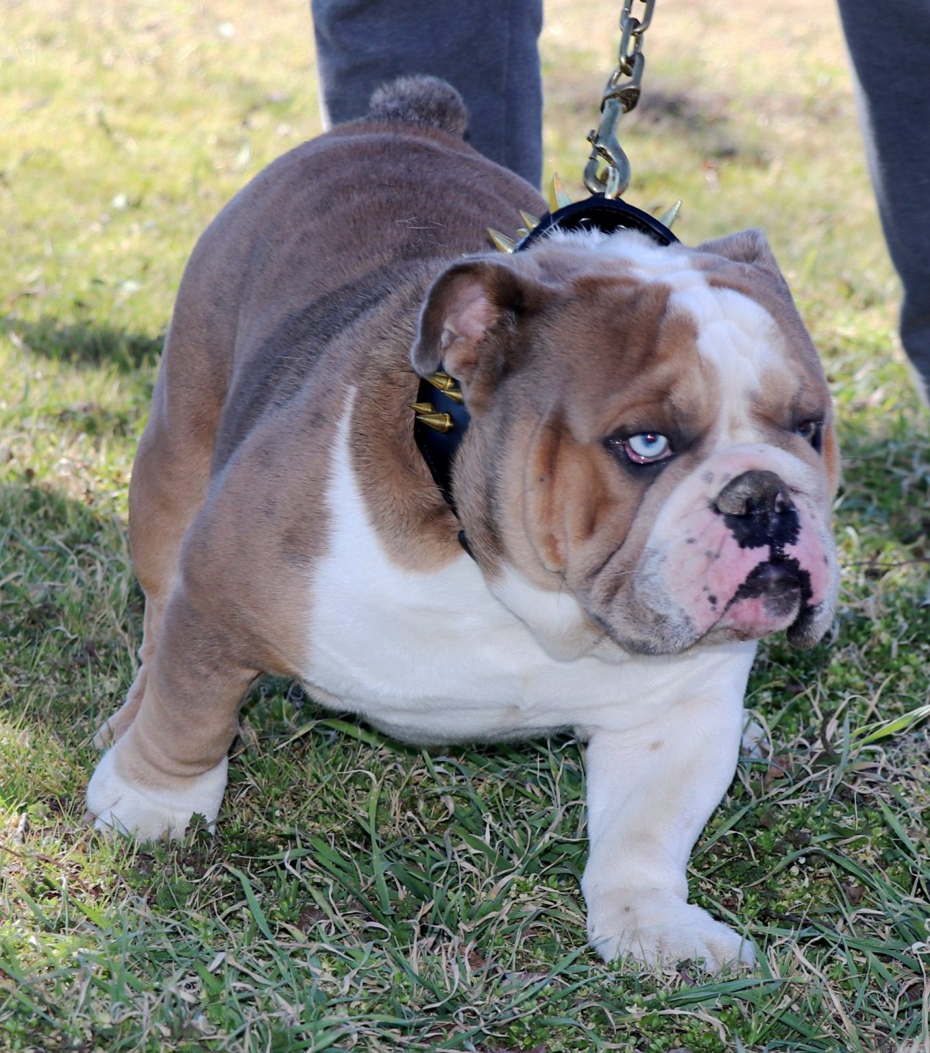 English Bulldog Studs - J Bar T Ranch