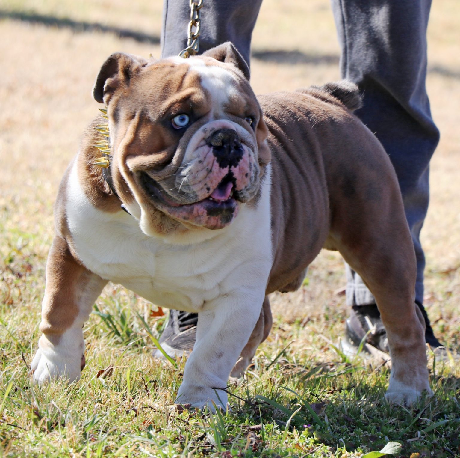 English Bulldog Studs - J Bar T Ranch