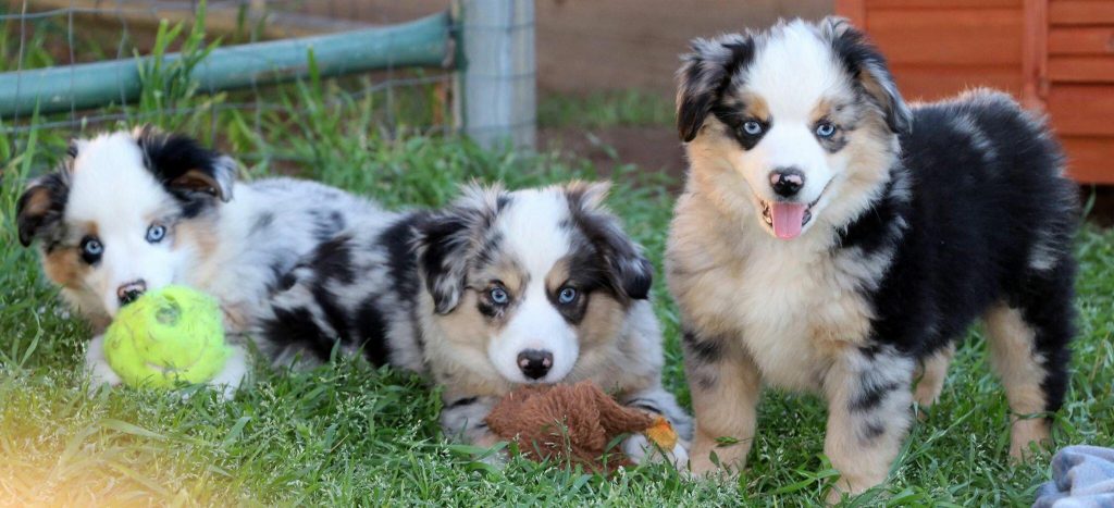 Miniature And Toy Aussies J Bar T Ranch