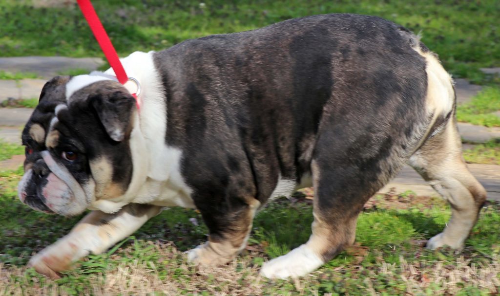 full grown female english bulldog