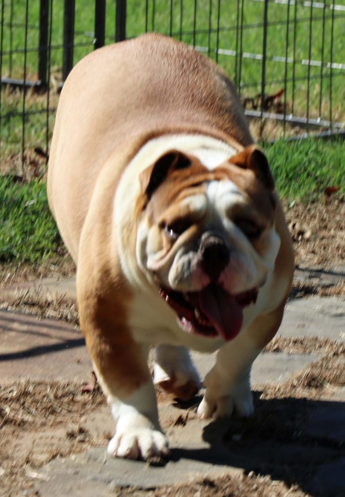 full grown female english bulldog