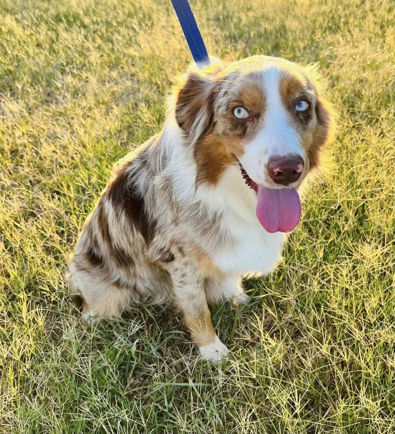 MINI & TOY AUSSIE OLDER PUPPIES & ADULTS FOR SALE - J Bar T Ranch