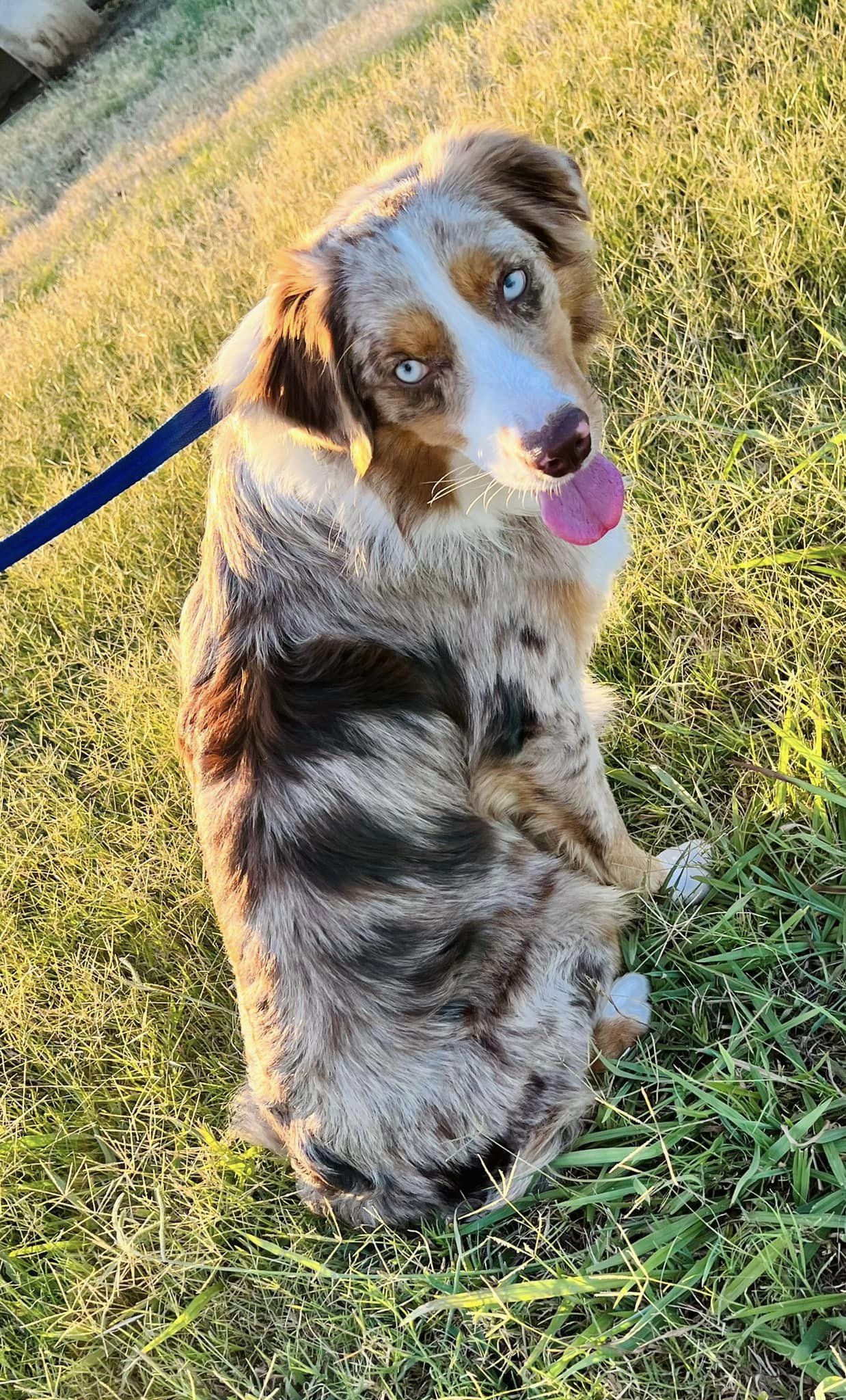 MINI & TOY AUSSIE OLDER PUPPIES & ADULTS FOR SALE - J Bar T Ranch