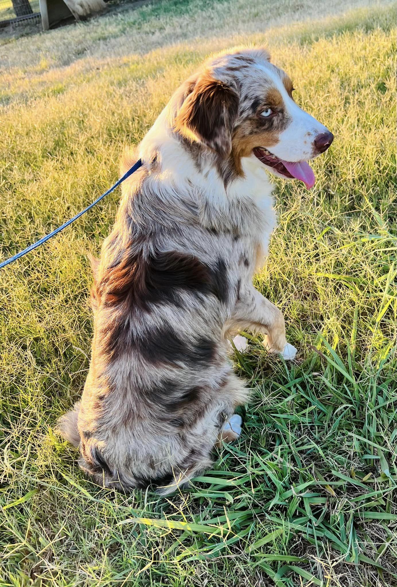 MINI & TOY AUSSIE OLDER PUPPIES & ADULTS FOR SALE - J Bar T Ranch