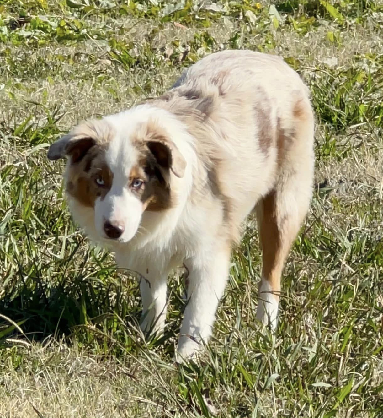 MINI & TOY AUSSIE OLDER PUPPIES & ADULTS FOR SALE - J Bar T Ranch