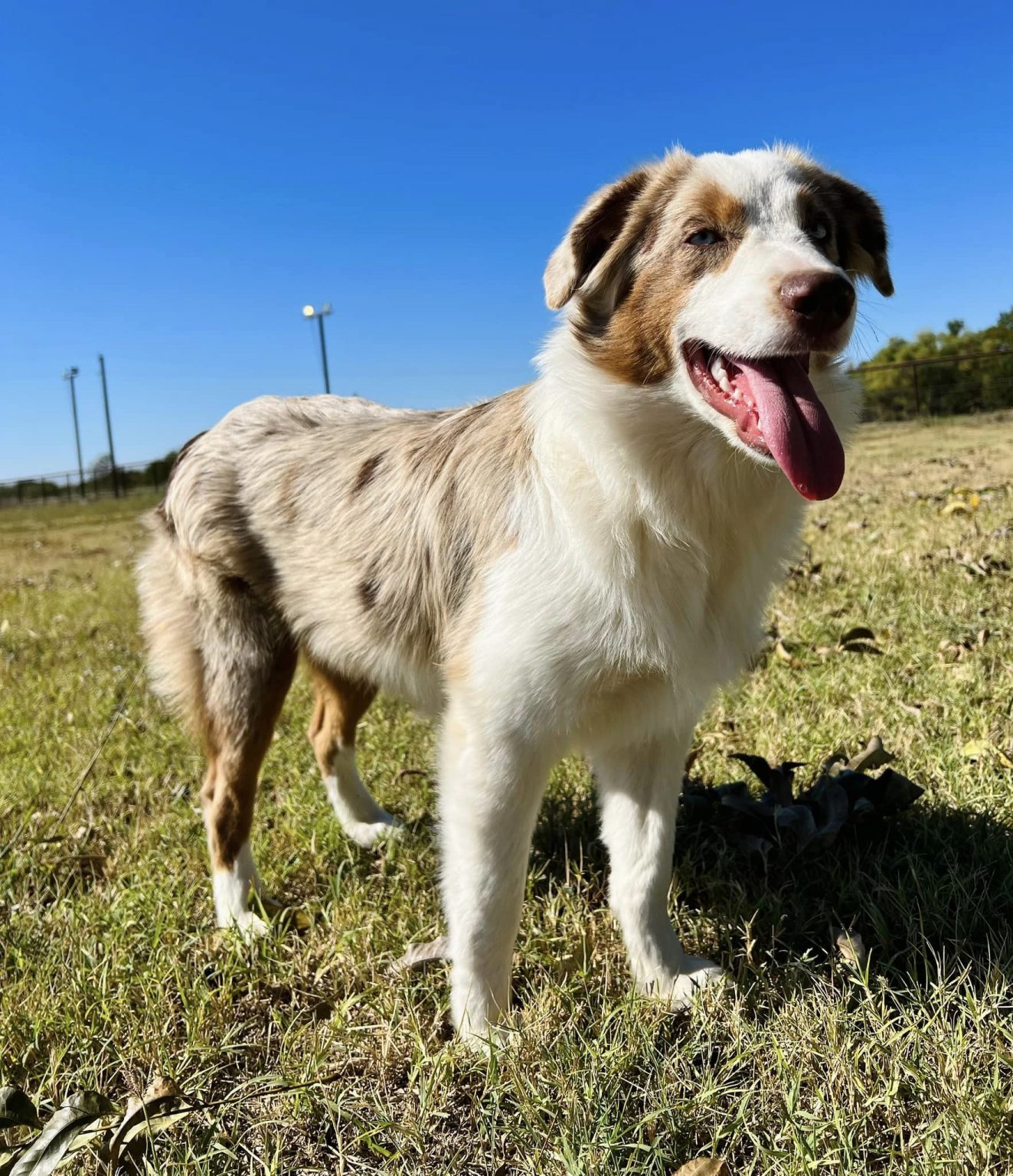 MINI & TOY AUSSIE OLDER PUPPIES & ADULTS FOR SALE - J Bar T Ranch