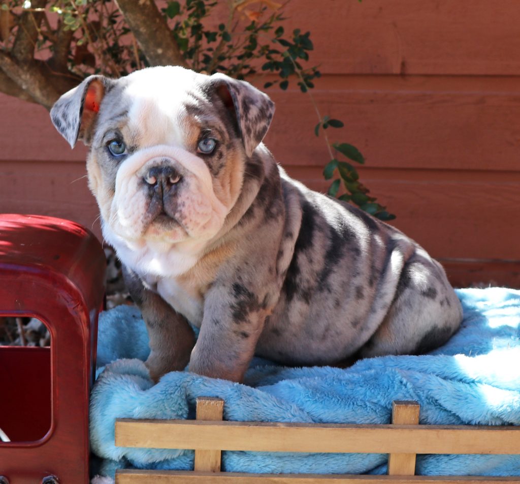 blue tri english bulldog puppies