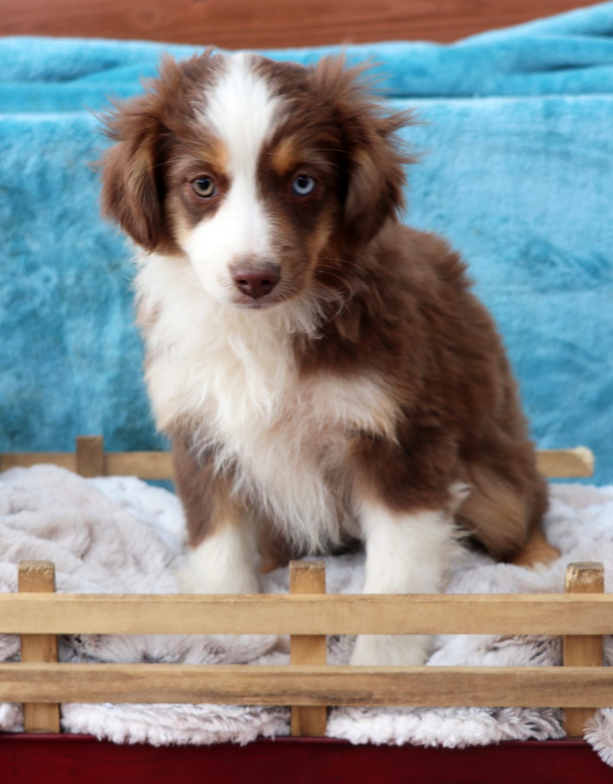 MINI & TOY AUSSIE OLDER PUPPIES~DISCOUNTED! - J Bar T Ranch