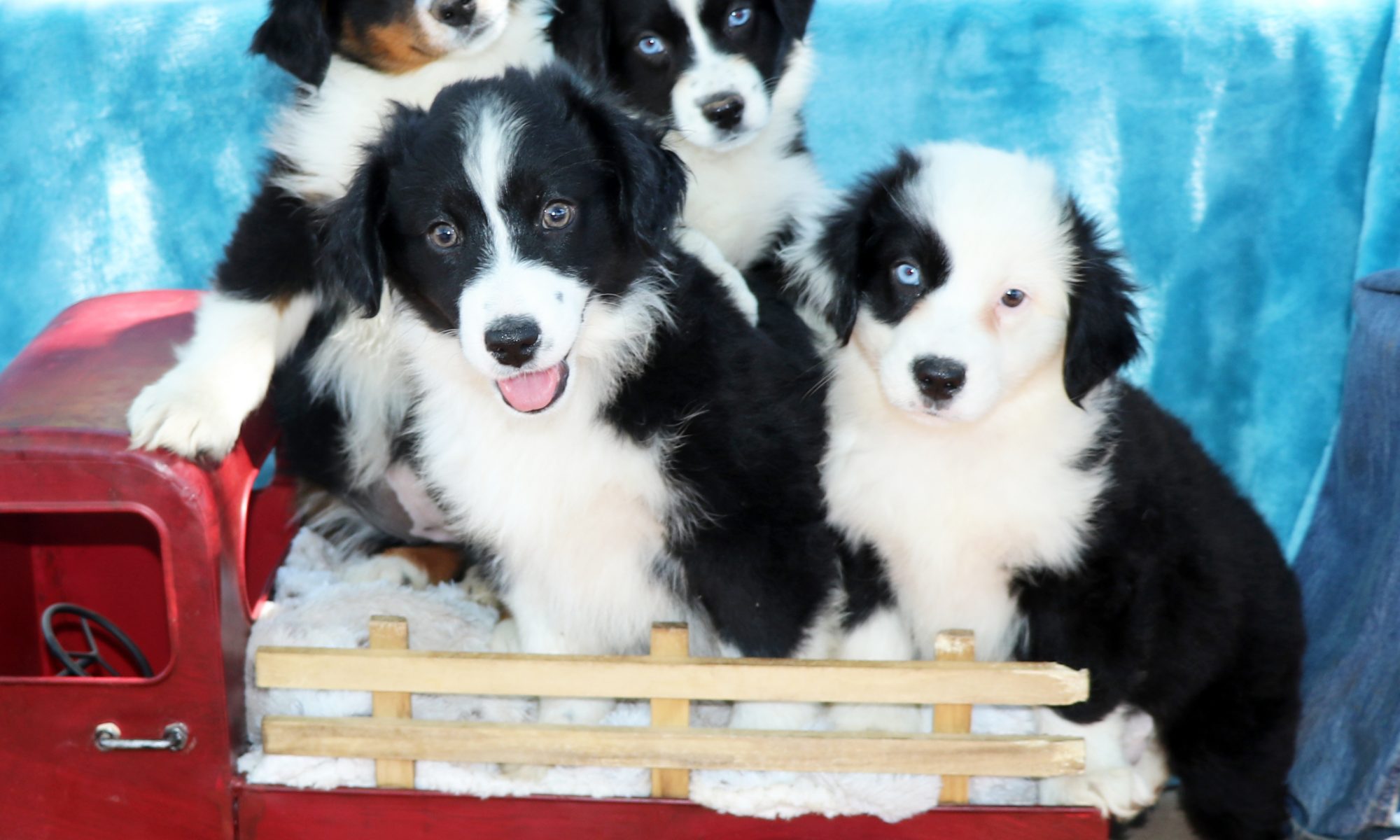 ECLIPSE X BANDIT LITTER 1/15/23~REDUCED PRICING! - J Bar T Ranch