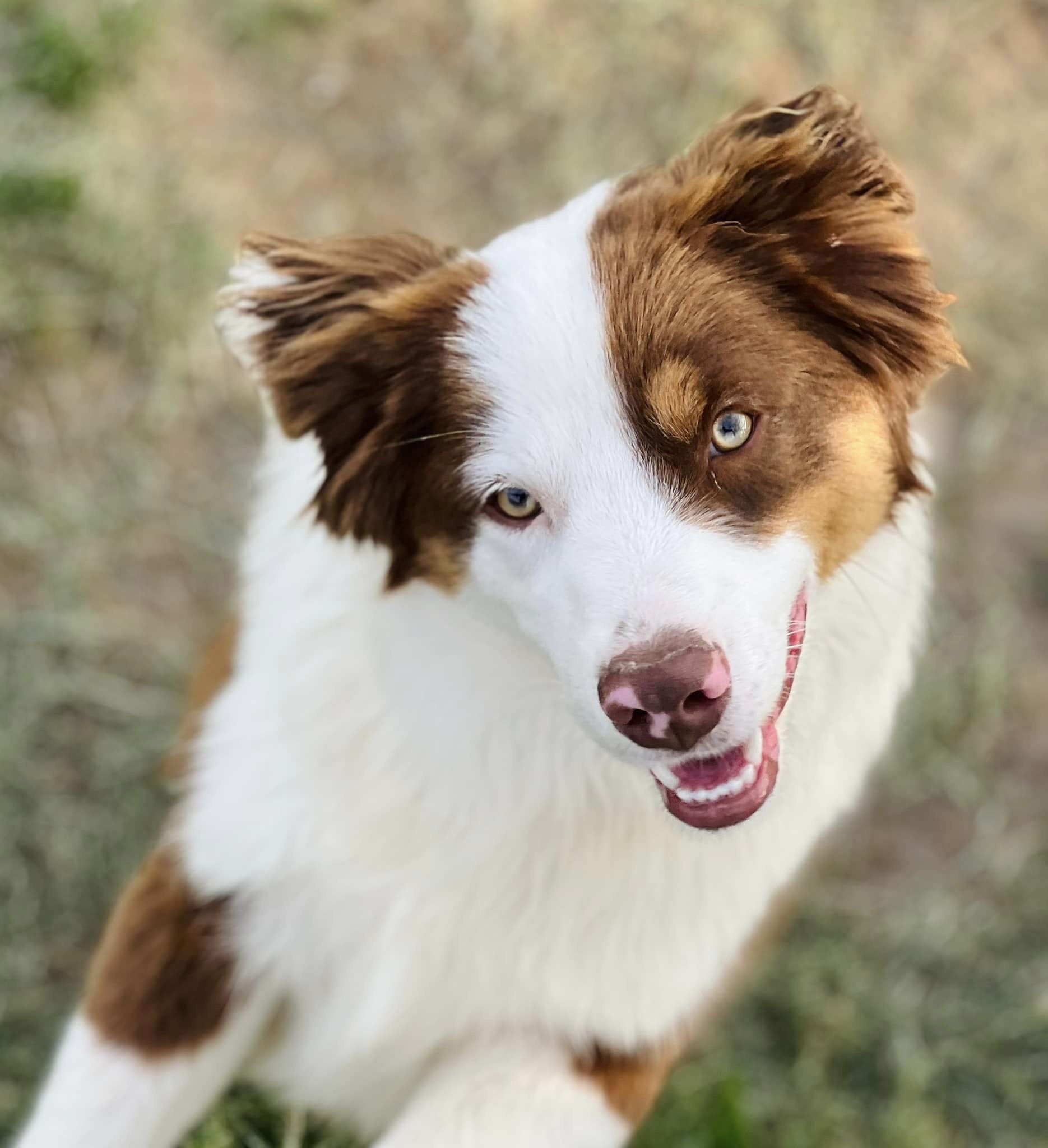 MINI & TOY AUSSIE OLDER PUPPIES & ADULTS FOR SALE - J Bar T Ranch