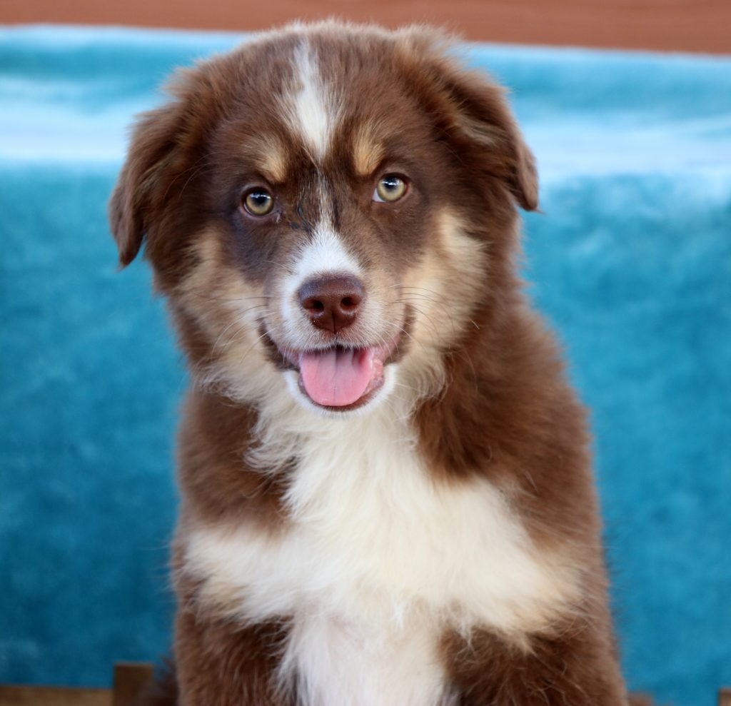 MINI & TOY AUSSIE OLDER PUPPIES & ADULTS FOR SALE - J Bar T Ranch