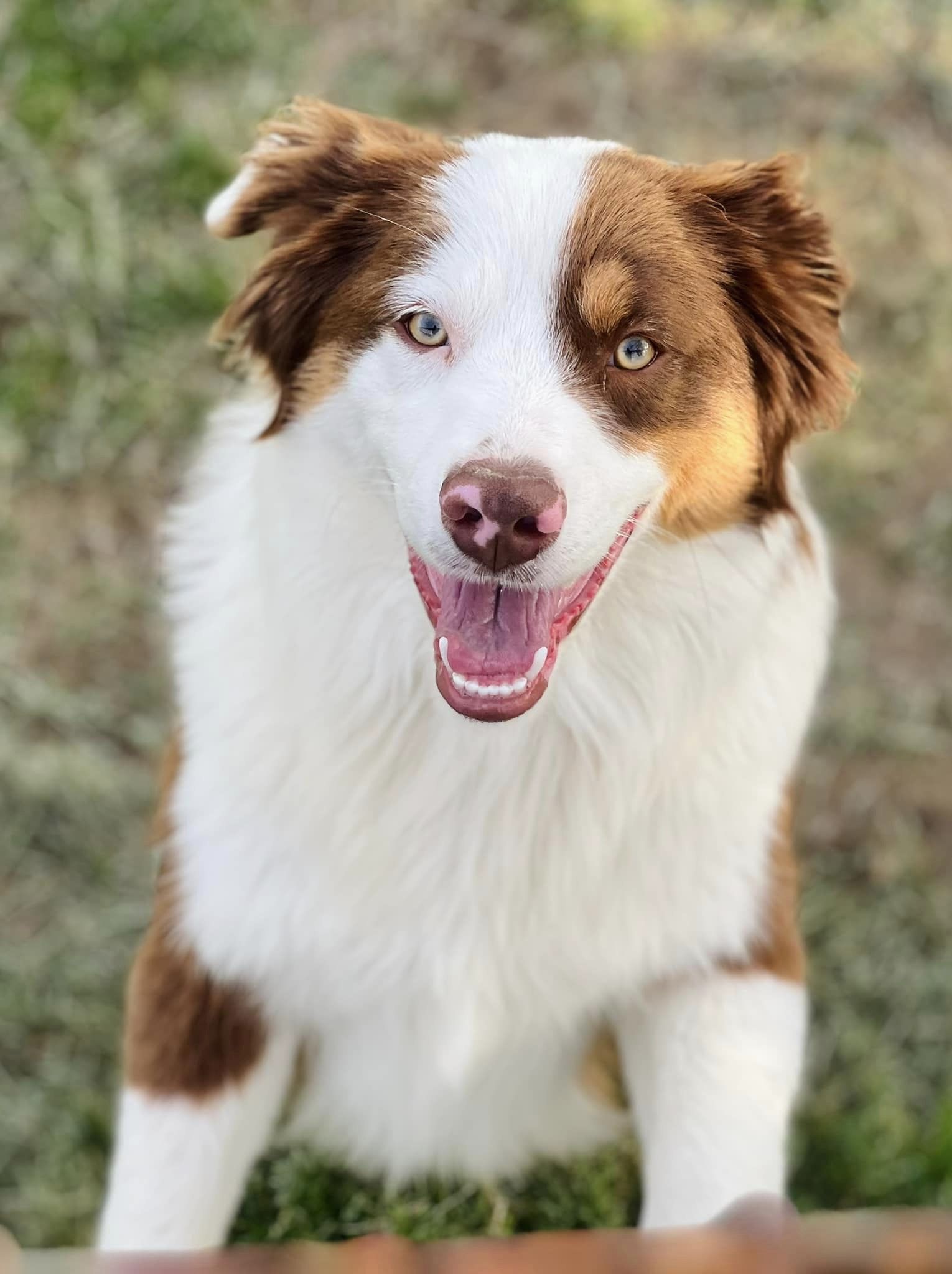 MINI & TOY AUSSIE OLDER PUPPIES & ADULTS FOR SALE - J Bar T Ranch