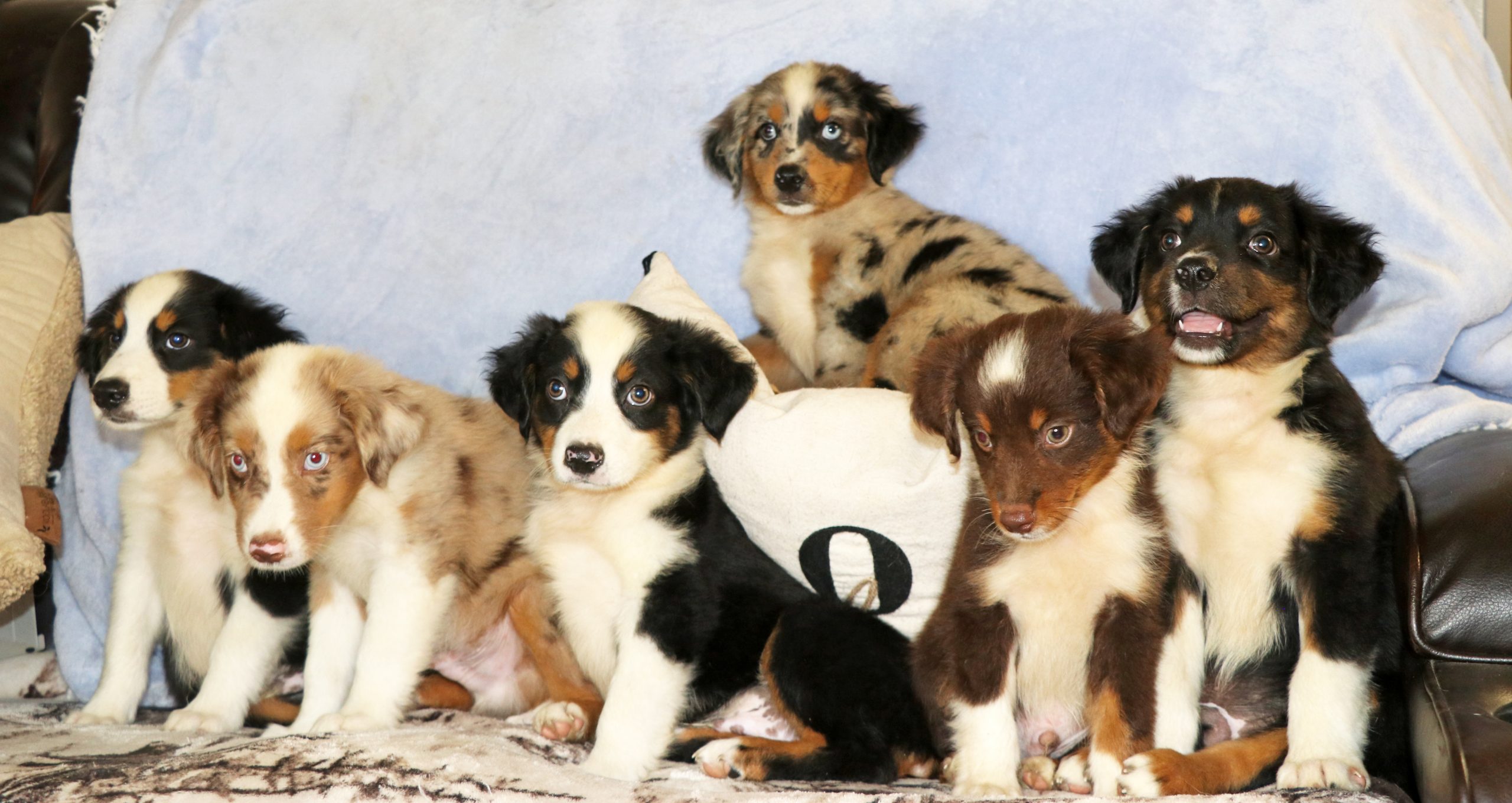 Toy Aussies, Gunslinger Mini and Toy Aussies