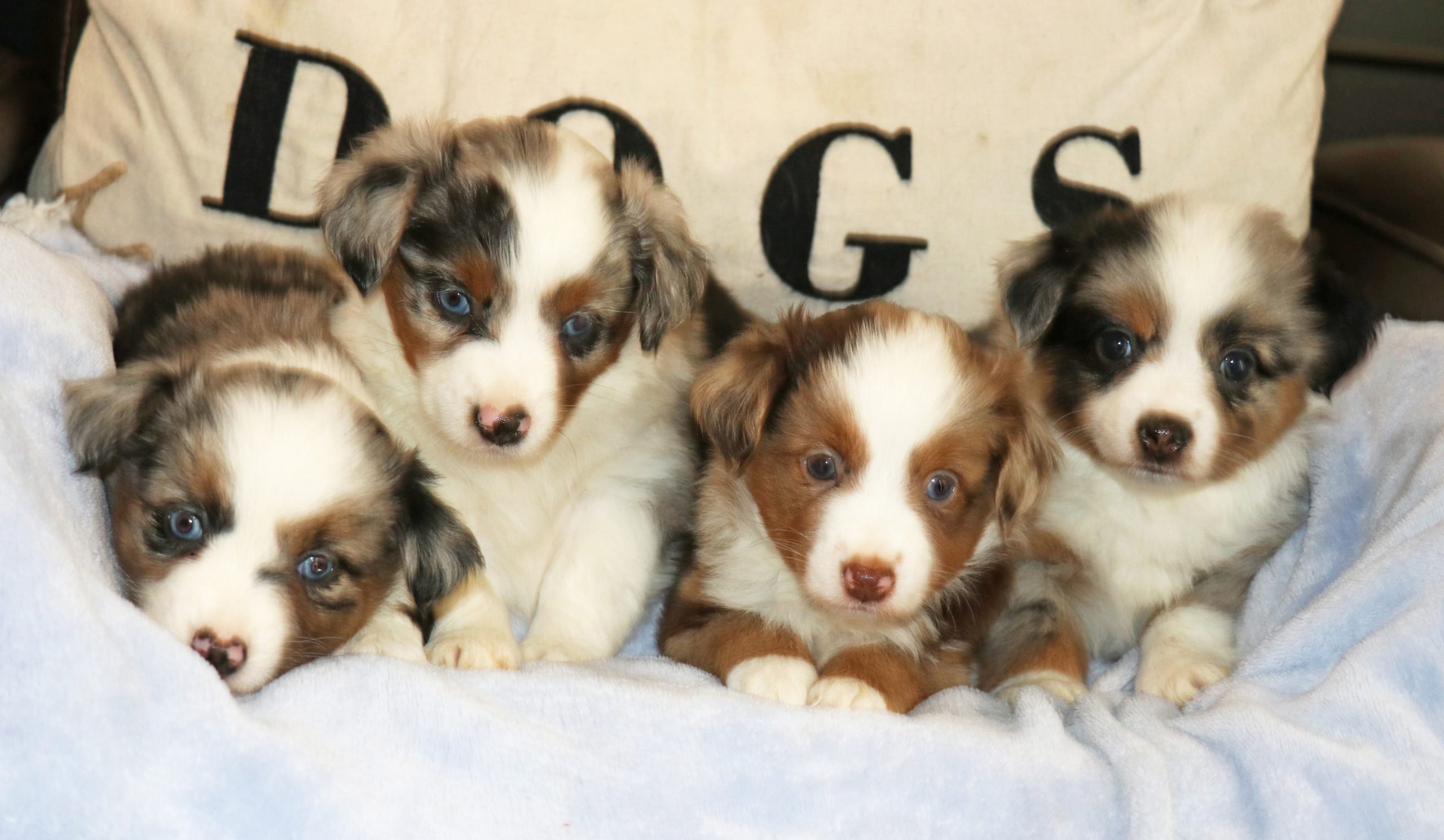 EMBER X BANDIT LITTER 6/23/23~REDUCED PRICING! - J Bar T Ranch