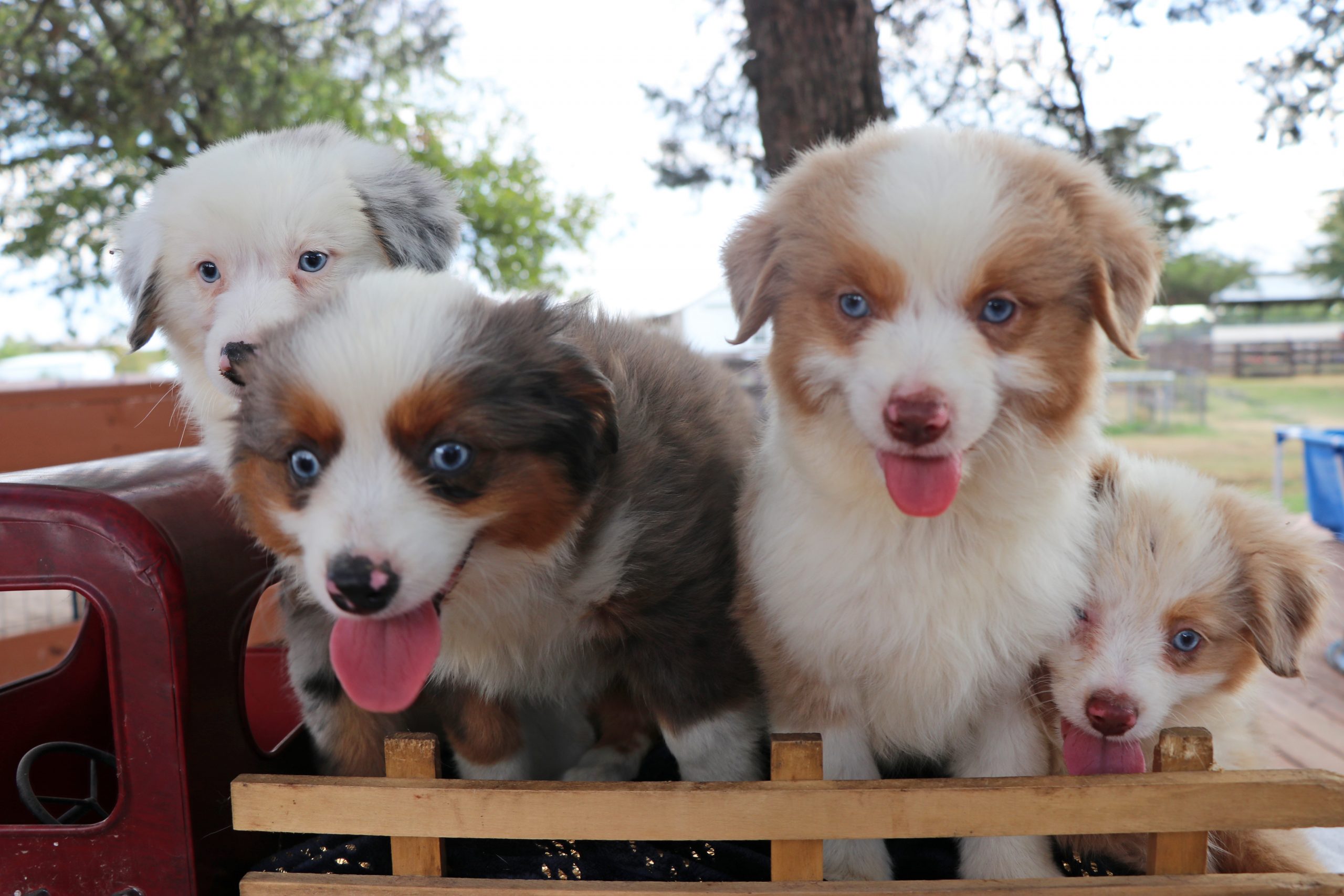 Toy Aussies, Gunslinger Mini and Toy Aussies