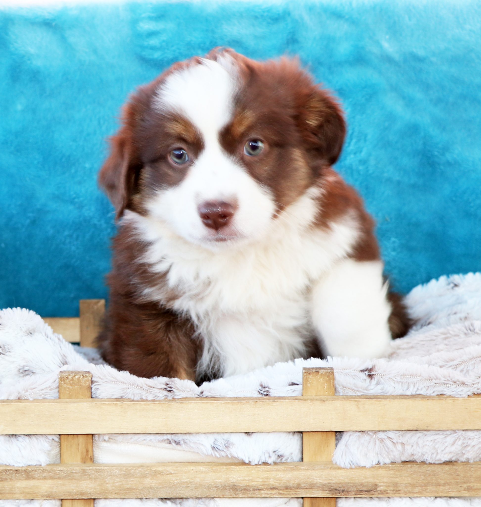 MINI & TOY AUSSIE OLDER PUPPIES & ADULTS FOR SALE - J Bar T Ranch