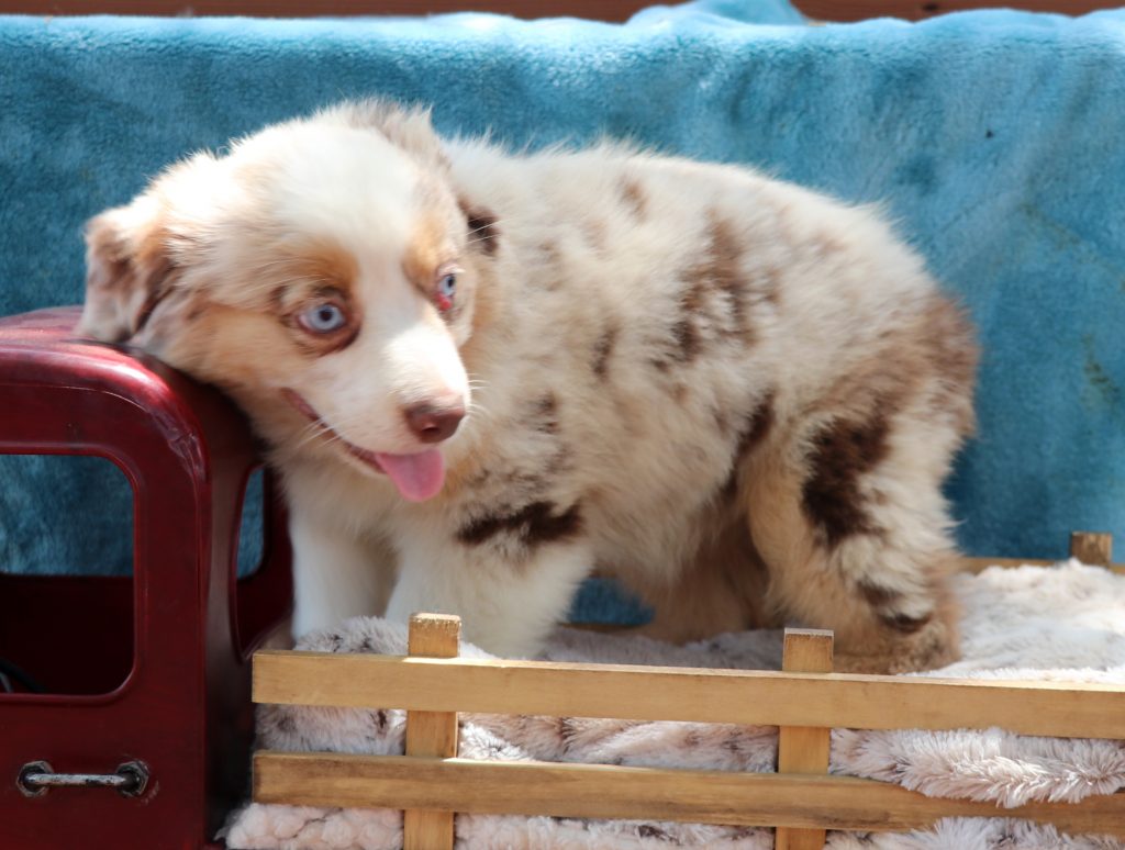 4C TOY AUSSIES - Home  Aussie puppies, Aussie dogs, Mini aussie puppy