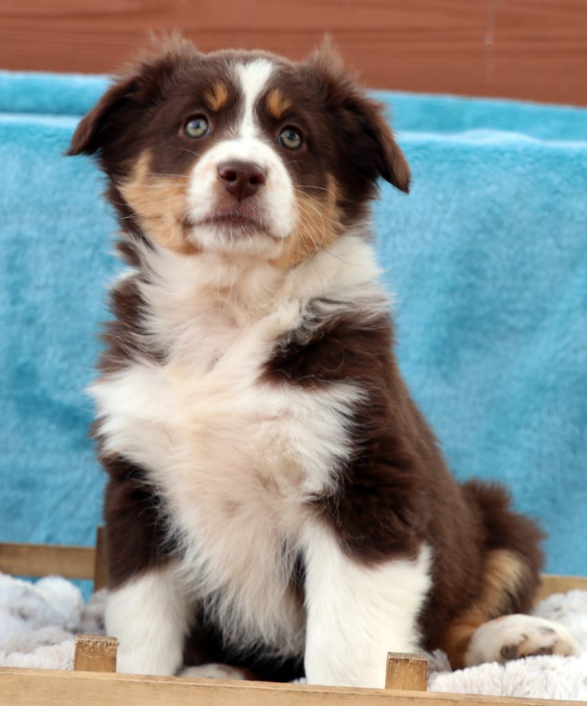 4C TOY AUSSIES - Home  Aussie puppies, Aussie dogs, Mini aussie puppy