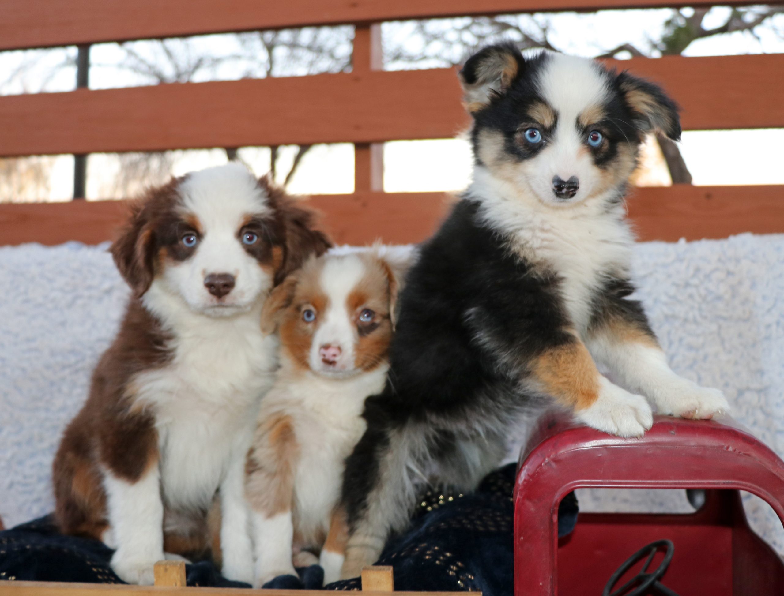 Toy Aussies, Gunslinger Mini and Toy Aussies