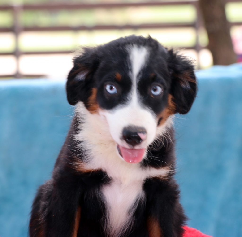 Blue eyed tri mini aussie sale for sale