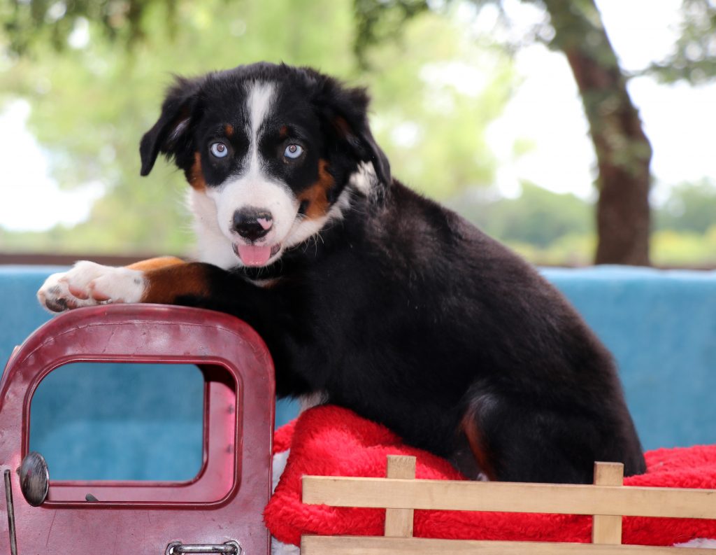 Flonase commercial sales bernese mountain dog