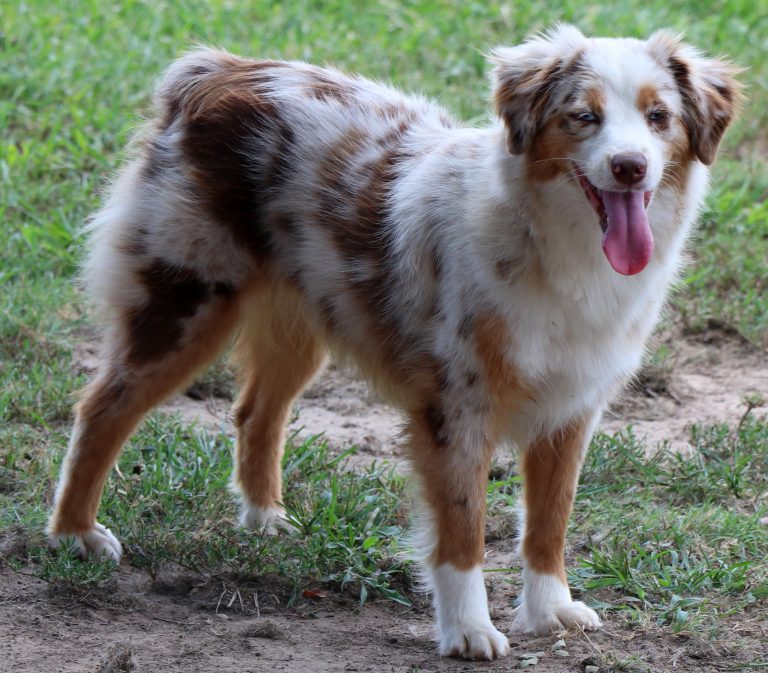 MINI & TOY AUSSIE OLDER PUPPIES~DISCOUNTED! - J Bar T Ranch