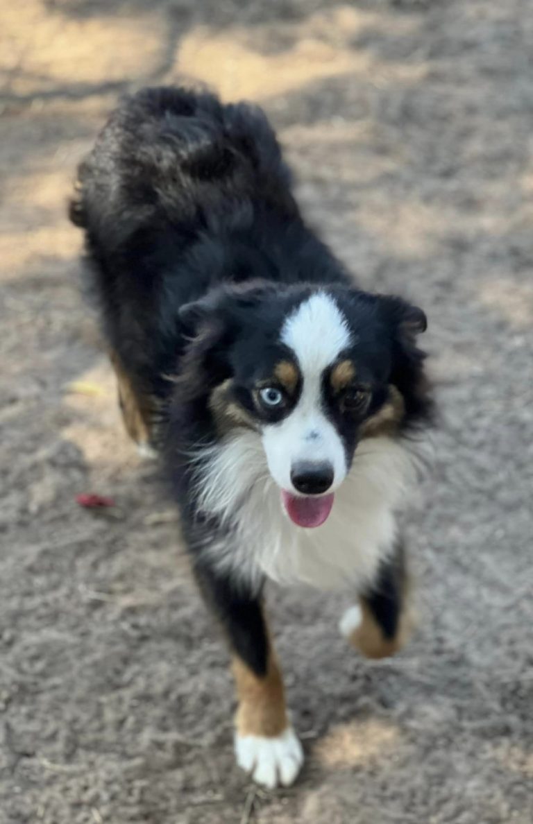 Mini & Toy Aussie Older Puppies & Adults For Sale - J Bar T Ranch